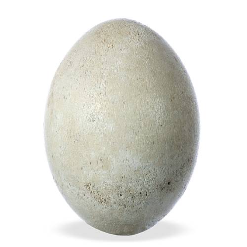An egg of the extinct, flightless Elephant bird of Madagascar (lot 417), 31cm high, described as “in undamaged condition with original contents”.