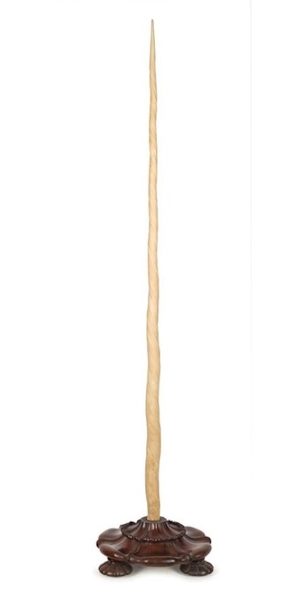 <p>A 19th century antique Narwhal tusk more than two metres long (lot 759) almost doubled its catalogue estimate to go under the hammer for $39,000 at Melbourne-based Leski Auctions Australian &amp; Historical sale on November 18 and 19, 2023. The Narwhal is a medium-sized toothed whale, characterised by a large tusk from a protruding canine tooth, that lives year-round in the Arctic waters off Greenland, Canada and Russia.</p> 
